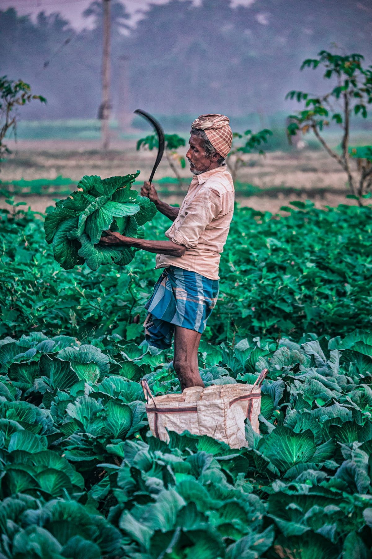 A farmer cutting cabbages by hand at dawn