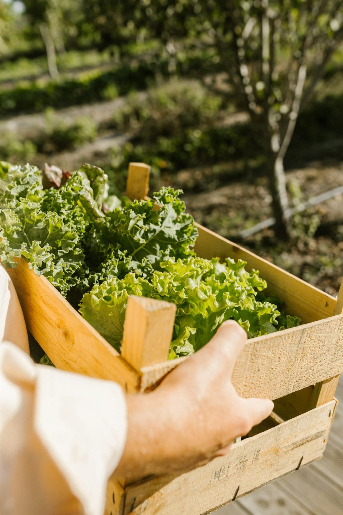 A grower carrying a wooden crate of freshly cut salad leaves
